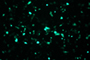 AAV Cell Line